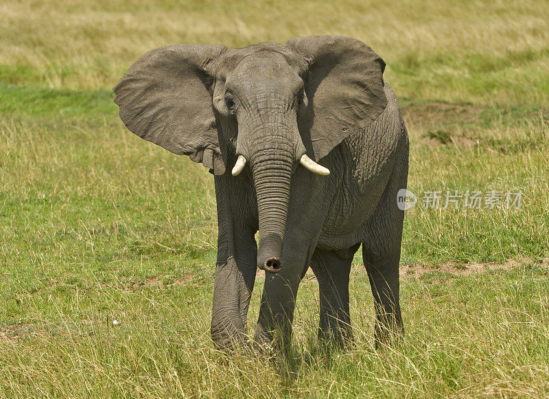 非洲丛林象(Loxodonta africana)，也被称为非洲草原象。肯尼亚马赛马拉国家保护区。头部特写。